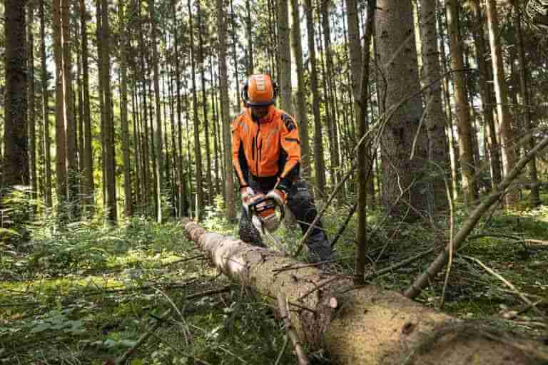 Kettingzaag in het bos
